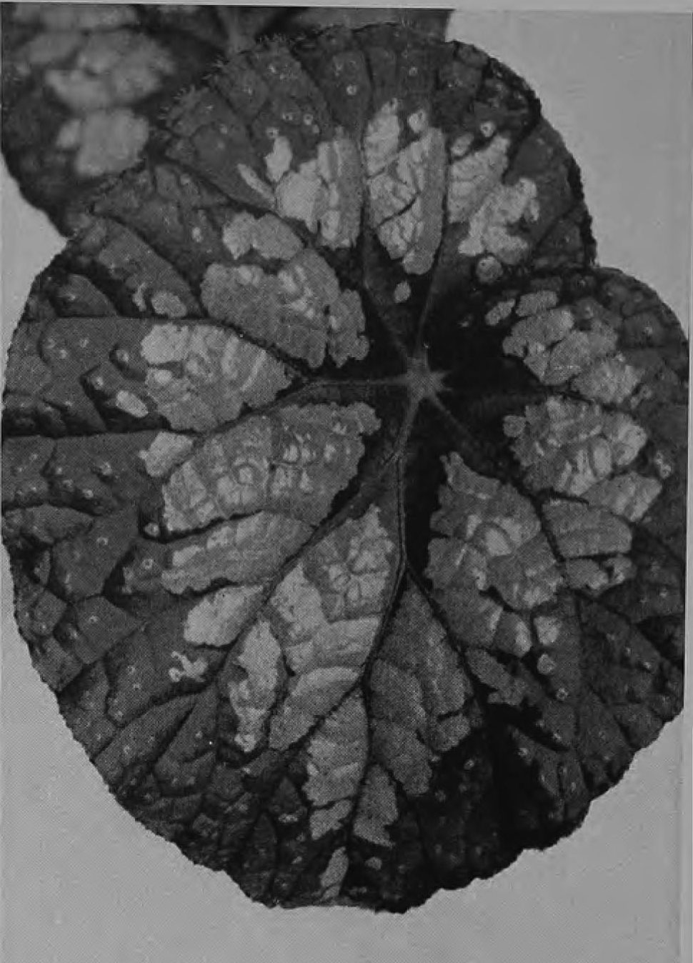 B. ‘Van Ex’